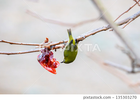 一隻日本繡眼鳥倒掛著吃柿子 135303270