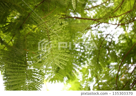 鋤頭豹葉 135303370