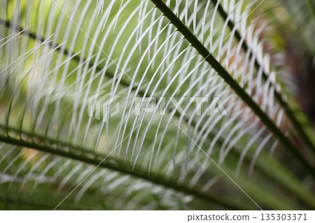 Cycas siamensis leaves 135303371