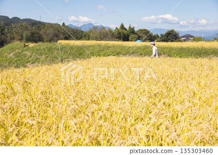 Image of rice harvesting: A man harvesting rice using a hand-pushed rice harvester binder 135303460