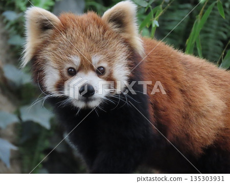 A close-up of one red panda A close-up of one red panda 135303931