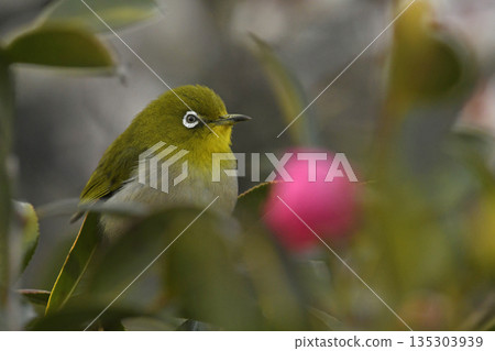 一隻繡眼鳥從山茶花叢中探出頭來──一幅春日景象（定格照） 135303939