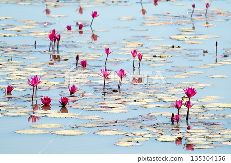 Beautiful pink water lilies blooming in a calm pond under bright sunlight. Serene landscape with floating green lily pads and blue water reflections. Natural pond ecosystem in summer. Beautiful pink water lilies blooming in a calm pond under bright sunlight. Serene landscape with floating green lily pads and blue water reflections. Natural pond ecosystem in summer. 135304156