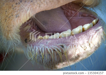 Detailed macro close up of an open cow mouth showing lower teeth, pink tongue, and coarse hair on muzzle. Professional view of bovine dental anatomy and animal mouth texture in bright sunlit day. 135304157