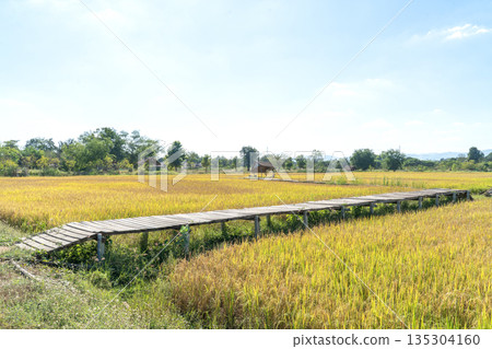 Wooden boardwalk bridge stretching over golden yellow rice paddy field under clear blue sky. Rural agricultural landscape in Thailand during harvest season. Scenic nature and farming background. 135304160