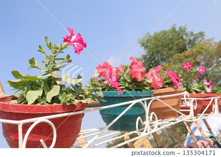 Petunia axillaris flower plant on pot 135304171