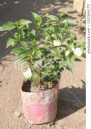 Pseudomussaenda flava flower and ornamental plant 135304172