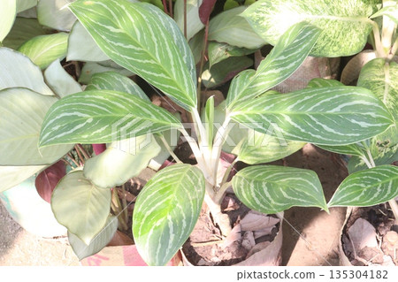Aglaonema White Stem leaf plant Aglaonema White Stem leaf plant 135304182