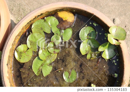 Brasenia schreberi leaf plant on pot Brasenia schreberi leaf plant on pot 135304183