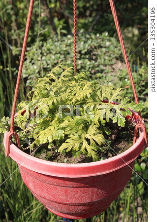 Selaginella is a medicinal plant in the wild Selaginella is a medicinal plant in the wild 135304196