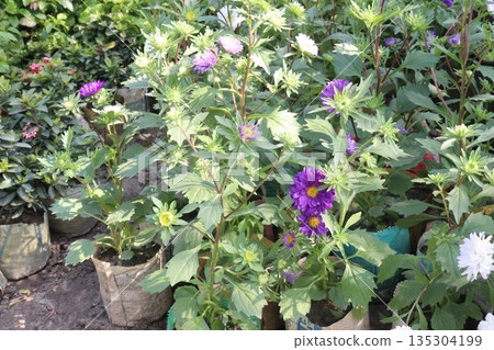 callistephus chinensis flower plant on bag 135304199