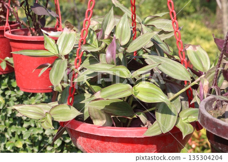 tradescantia zebrina burgundy tree on hanging pot in nursery tradescantia zebrina burgundy tree on hanging pot in nursery 135304204