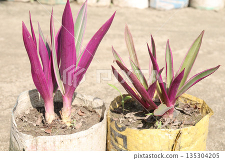 Tradescantia spathacea plant on bag in nursery Tradescantia spathacea plant on bag in nursery 135304205