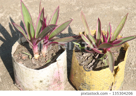 Tradescantia spathacea plant on bag in nursery 135304206