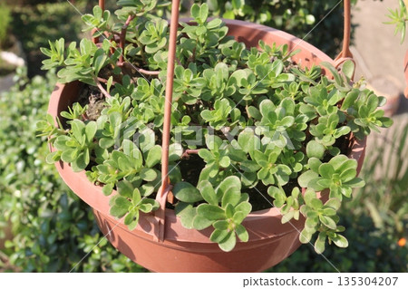 Moss rose purslane flower plant on nursery Moss rose purslane flower plant on nursery 135304207