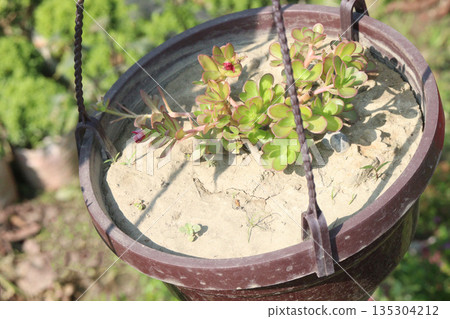 Moss rose purslane flower plant on nursery 135304212