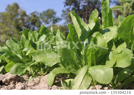 Palak Spinach plant in the field Palak Spinach plant in the field 135304219