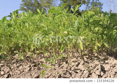 tomato seedling on farm for sell 135304226