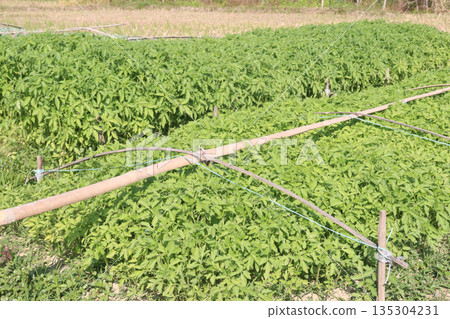 tomato seedling on farm for sell tomato seedling on farm for sell 135304231
