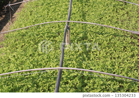 tomato seedling on farm for sell 135304233
