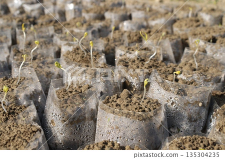 tomato seedling on farm for sell tomato seedling on farm for sell 135304235