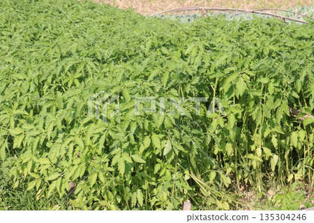tomato seedling on farm for sell tomato seedling on farm for sell 135304246