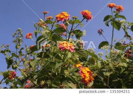 Lantana camara flower on tree Lantana camara flower on tree 135304251