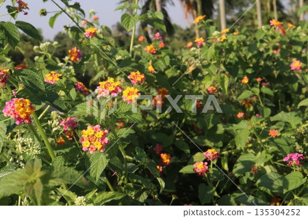 Lantana camara flower on tree Lantana camara flower on tree 135304252
