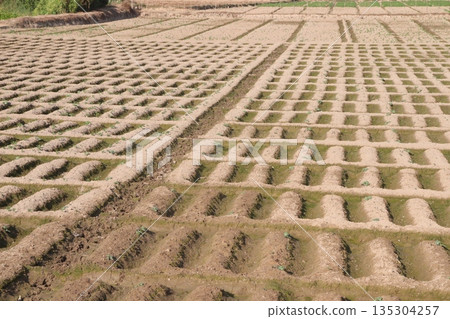 Agricultural land field with drains and rows 135304257