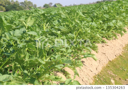 Potato plant on farm for harvest Potato plant on farm for harvest 135304263
