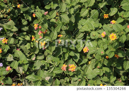 Lantana camara flower on tree Lantana camara flower on tree 135304266
