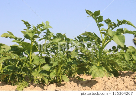 Potato plant on farm for harvest Potato plant on farm for harvest 135304267