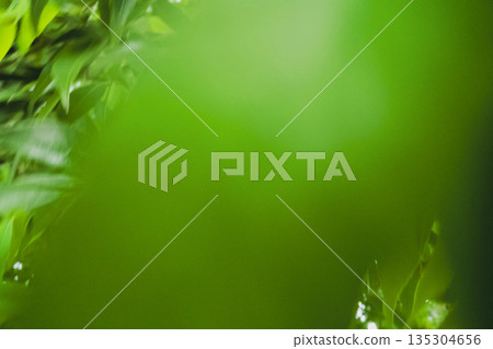 綠色 樹木 樹 135304656