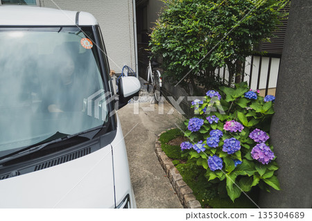hydrangea, vehicle, female 135304689