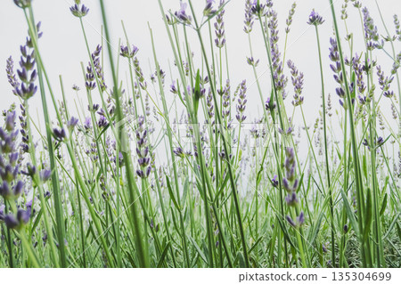 lavander, lavender, bloom 135304699