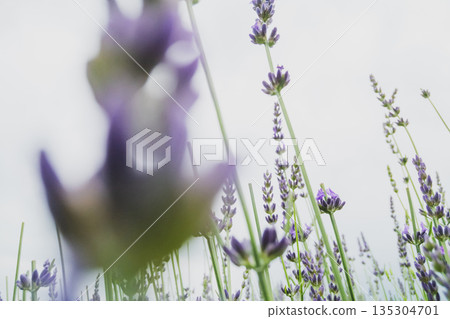 lavander, lavender, bloom 135304701