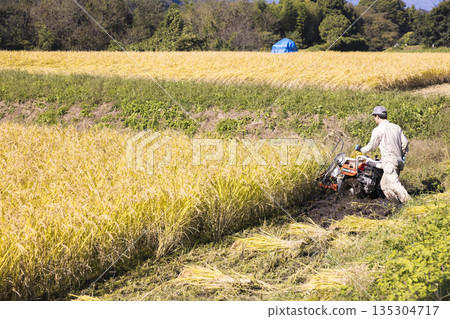 Image of rice harvesting: A man harvesting rice using a hand-pushed rice harvester binder Image of rice harvesting: A man harvesting rice using a hand-pushed rice harvester binder 135304717