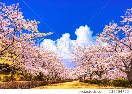Beautiful cherry blossoms in full bloom and cumulonimbus clouds 135304733