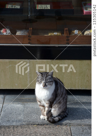 卡特彼勒貓 135305142