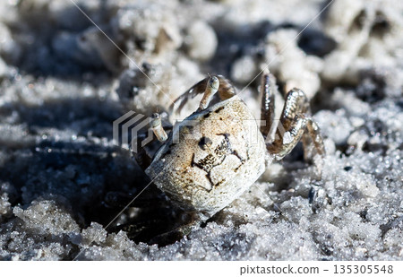 Crab emerging from a hole in the beach 135305548
