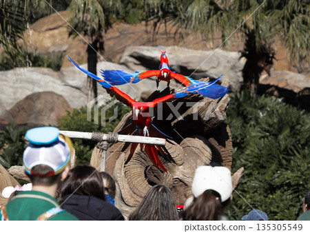 會飛的鸚鵡 會飛的鸚鵡 135305549