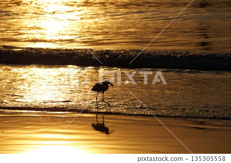 Heron and the golden sea.A single white bird, a heron, with a fish in its beak, walks along the seashore at dawn. Everything is illuminated by the golden light of dawn. 135305558