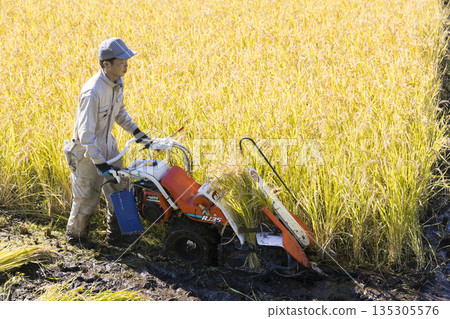 Image of rice harvesting: A man harvesting rice using a hand-pushed rice harvester binder 135305576