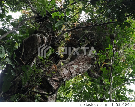 Looking up at the tangled trunks and vines - the forest at Kuranda Village Skyrail Mid-Station 135305846
