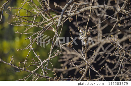 一隻可愛的日本侏啄木鳥躲在冬日的樹叢中。 135305879