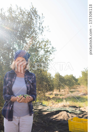 Senior woman standing in olive grove holding green olives over harvest tarps with yellow crate 135306118