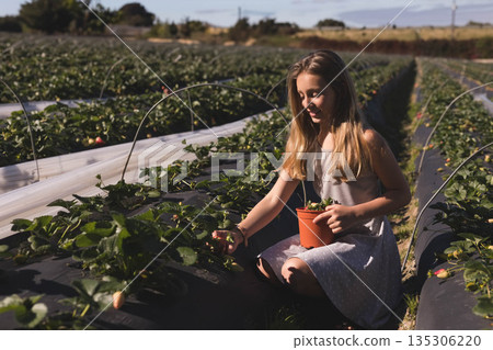 Girl kneeling between strawberry beds at farm picking ripe berries into orange pot, copy space 135306220