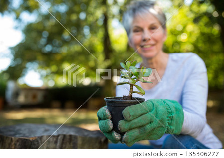 Senior woman wearing green gardening gloves extending black pot with succulent in sunny backyard 135306277