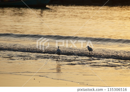 Herons and the golden sea. 135306516