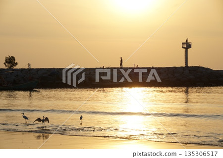 Two white birds, herons, with a fish in their beaks, walk along the seashore at dawn. Everything is illuminated by the golden light of dawn.Herons and the golden sea. 135306517